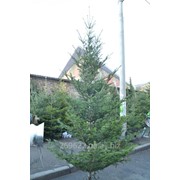 Высокая живая новогодняя елка от 3 м. фото