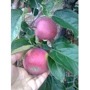 Яблоки свежие, доставка, Россия, Казахстан фото