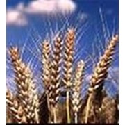 Озимая пшеница Полеская 90 фото