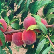 Саженцы персика Алиросада/Alirosada