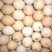 Инкубационное яйцо РОСС-308 РБ фото