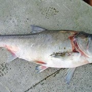 Толстолоб, рыба речная живая фото