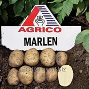 Картофель посадочный среднепоздний Marlen