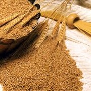 Закуп пшеницы ТОО "Аль Грейн Трейдинг"