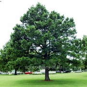 Сосна Черная Pinus nigra Bambola Штамб km50cm,10-15cm,Ko 2,0 l