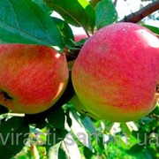 Саженцы яблонь Амулет (Осіні) фото