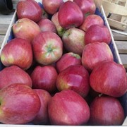 Яблоки сорта «Супер Чиф» свежие фрукты фото