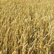 Переработка пшеницы без стоимости мешкотары фото