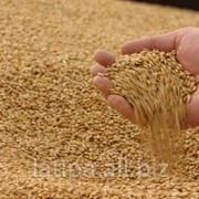Зерно, пшеница, ячмень КУПИМ фото