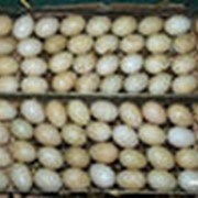 Яйца бройлера инкубационные фото