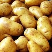 Екологічно чиста картопля вирощена по технології органічного землеробства без примінення агрохімії. фото