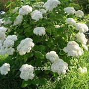 Гортензия Hydrangea Pan.Grandiflora 2sh