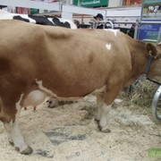 Кормовые добавки для дойных коров фото