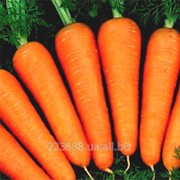Морковь Курода 0,5кг (Re Seeds)