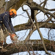 Вырезание деревьев фото