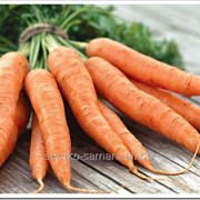 Семена моркови Шантане а кур руж 2 фото