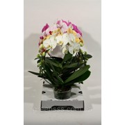 Орхидея Фаленопсис микс -- Phalaenopsis mixed фото