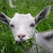Комбикорм для коз фото