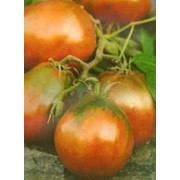 Семена томата высокорослого Бедуин (25 штук) фото
