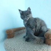 Мейн-кун котята из питомника (г.Минск) в разведение и для души фото