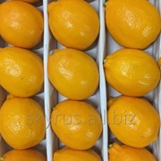 Лимоны Узбекистан фото