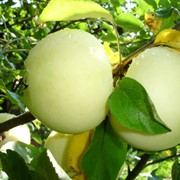 Саженцы яблонь Белый Налив фото