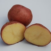 Картофель семенной Леди Розетта 2РС фото
