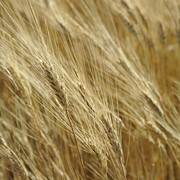 Пшеница 4-й класс