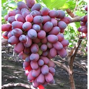 Виноград Кармакод Grapes Karmakod