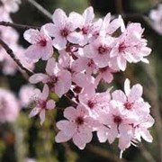 Вишня Prunus cerasifera Nigra Обхват ствола 6-8 фото