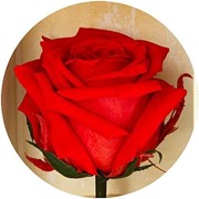 Долгосвежая роза Красный Рубин 7 карат