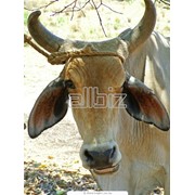 Скот крупный рогатый племенной купить в Украине. Племенные животные. Животноводство.