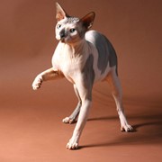 Порода кошек Канадский Сфинкс фото