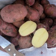 Картофель оптом. Урожай 2016. фото