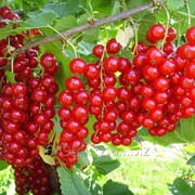 Смородина красная Ribes rub Jonkheer van Tets, h см 80-100 фото