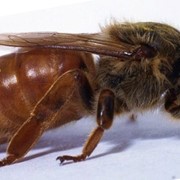 Пчеломатка фото
