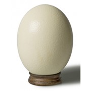 Скорлупа страусиного яйца фото