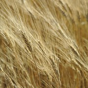 Пшеница первого класса фотография