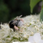 Пыльца цветочная фото