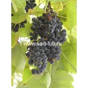 Саженцы винограда винных сортов Изабелла фото