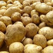 Купить картофель мелким и крупным оптом фотография