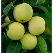 Яблони Klarapfel фото