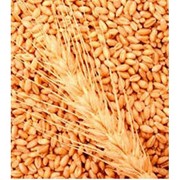 Пшениця озимая "Смуглянка" РР-2, суперелита, елита, 1 - репродукция.