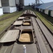 Перевозки грузовые железнодорожным транспортом зерновых культур фотография