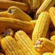 Гибрид кукурузы ПР38Н86 фотография