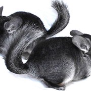Кролик шиншилловый фото