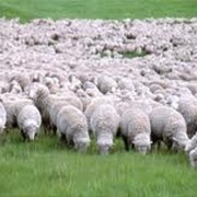 Сельскохозяйственные животные, овцы, овцеводство фото