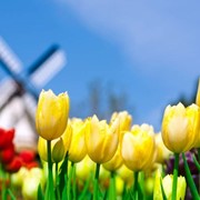 Доставка цветов из Голландии