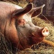 Добавка биологичская БВМД свиньи откорм 10% фото