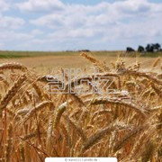 Пшеница твердых сортов (Казахстан) фото